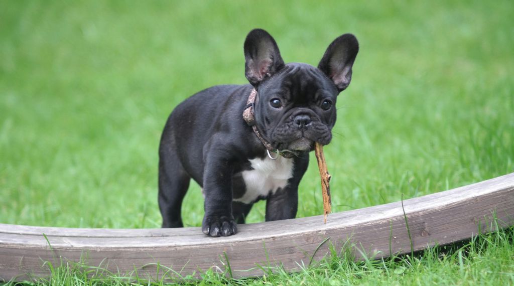 Bulldog francés masticando hierba en un parque al aire libre