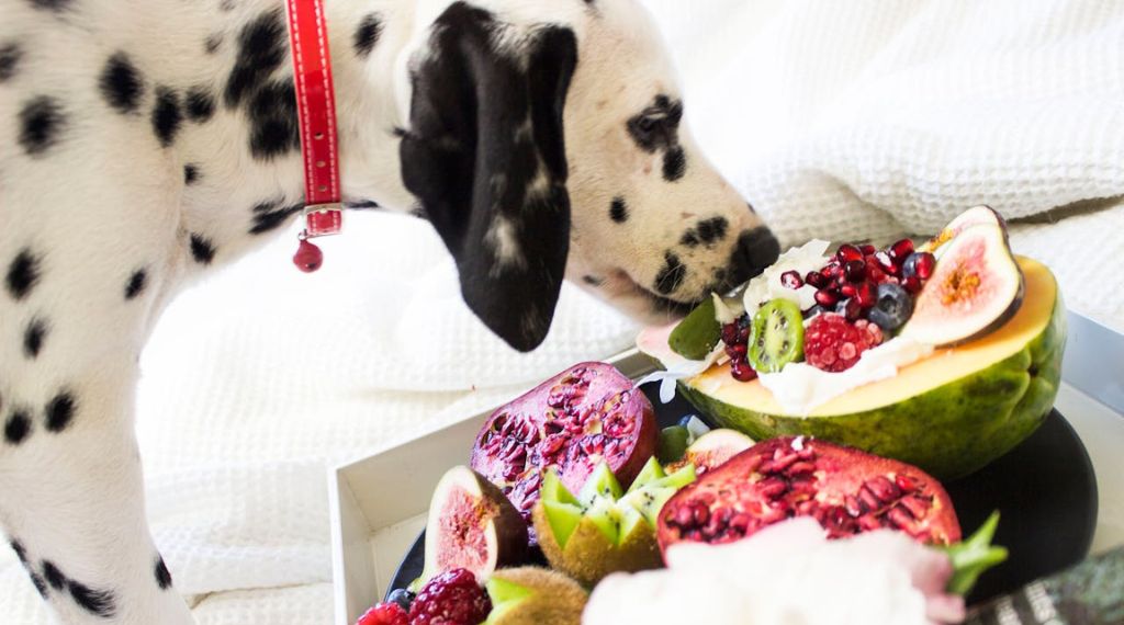perro de raza dalmata comiendo frutas saludables
