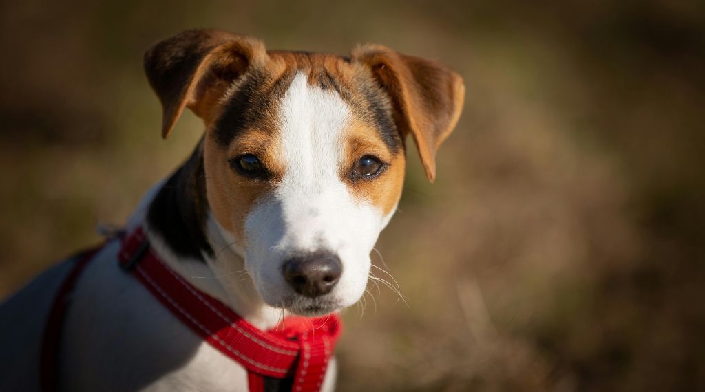 Jack Russell Terrier: Canino valiente, inteligente y muy fiel