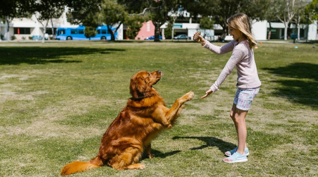 Golden Retriever jugando con una niña en un parque