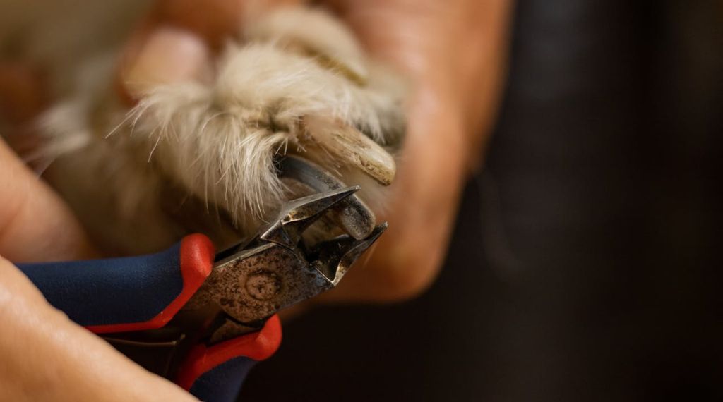 cortando las uñas a un perro para prevenir las consecuencias de uñas largas en perros