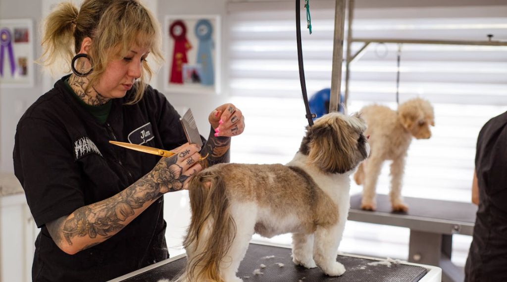 peluquera canina cortando el pelo a un perro en salon de grooming